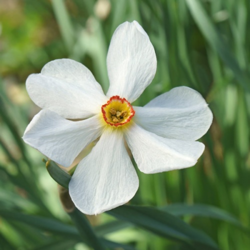Daffodil Bulbs - Actaea